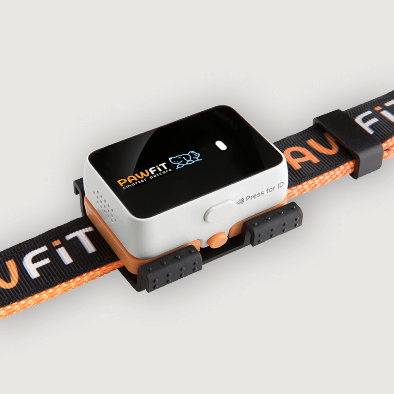 Pawfit 3 GPS tracker attached to a dog collar