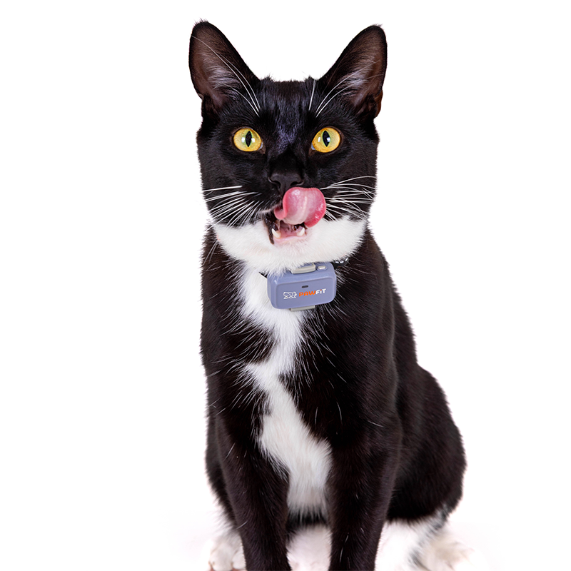 Cat wearing a Pawfit Lite GPS tracker