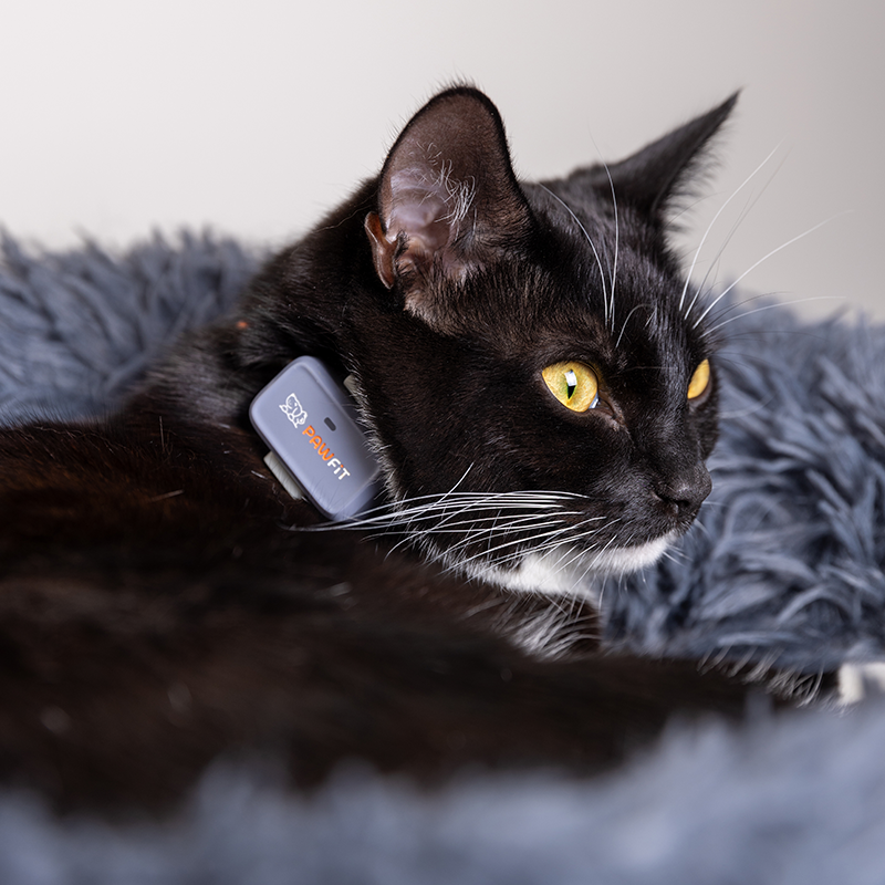 Pawfit Lite GPS tracker worn on a cat collar