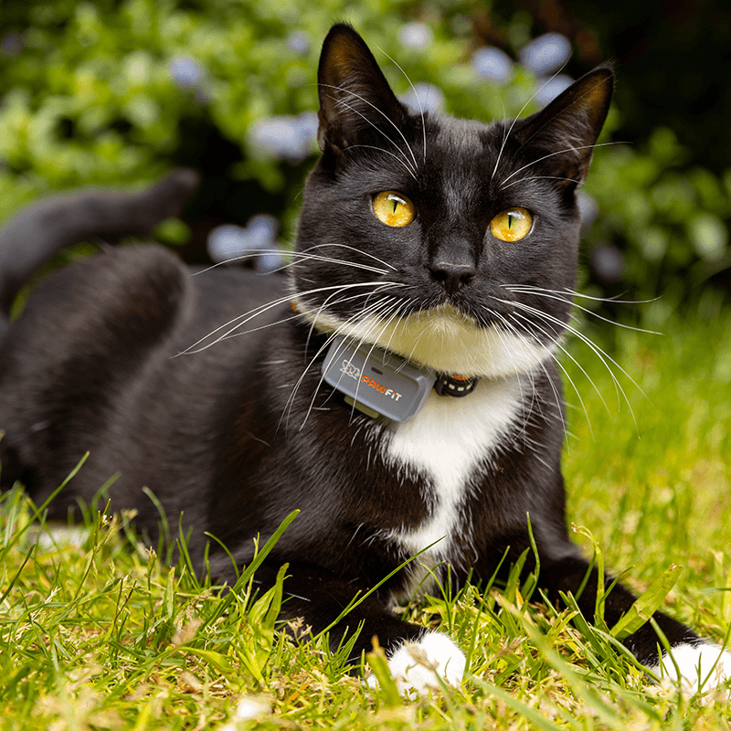 Outdoor cat wearing a Pawfit Lite GPS tracker
