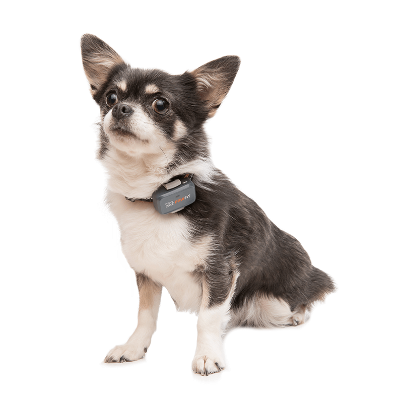 Small dog wearing the Pawfit Lite GPS tracker