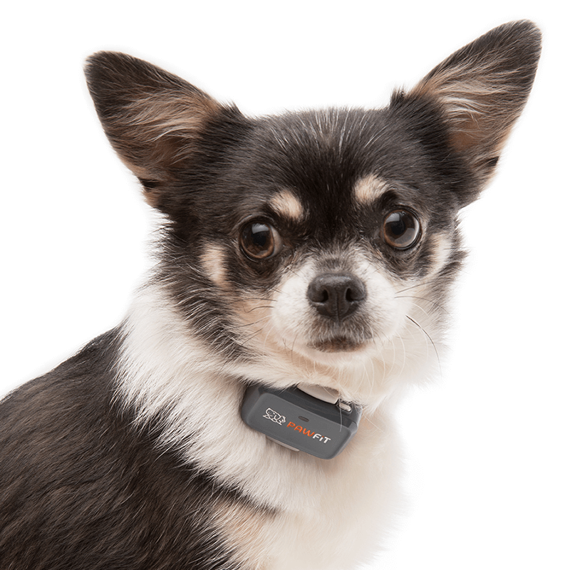 Close-up of a small dog wearing Pawfit Lite
