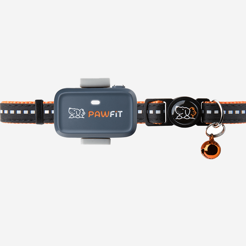 Pawfit Lite GPS tracker for cats attached to a quick-release collar