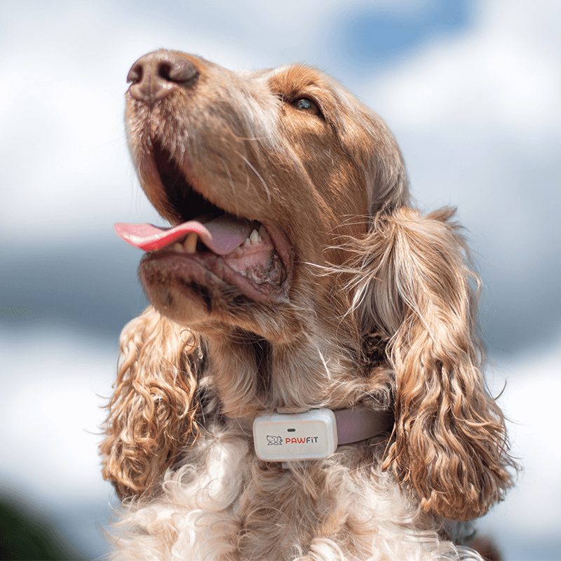 Dog wearing the white Pawfit Lite GPS tracker